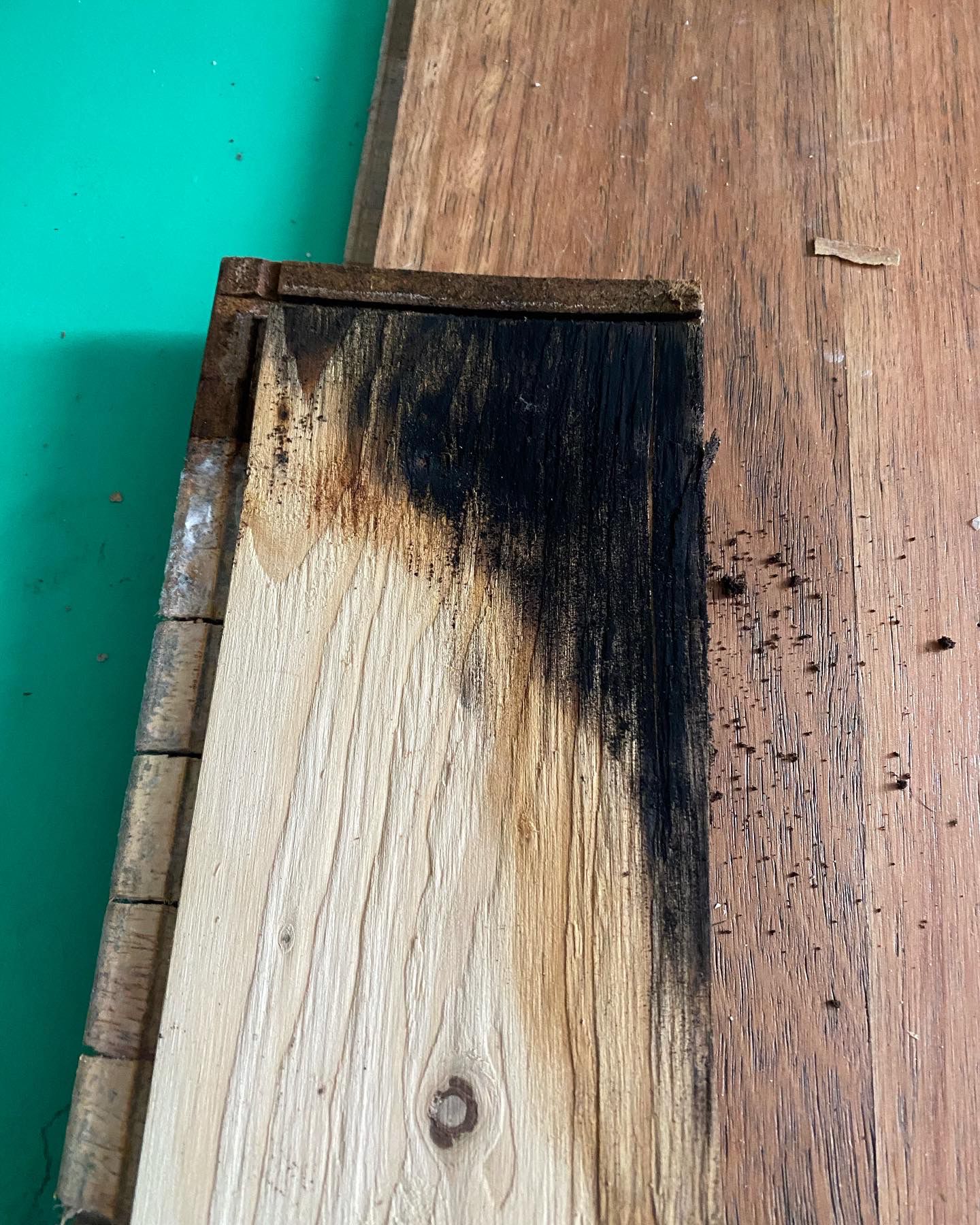 How Fast Does Mould Grow After Water Damage?